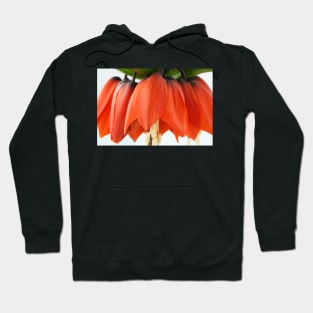 Fritillaria imperialis  &#39;Rubra&#39;  Crown imperial  Fritillary Hoodie